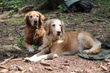 Merle Q Wurftreffen Merle Q Wurftreffen